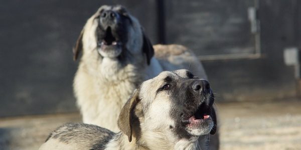 Не поворачиваться спиной: как защититься от бродячих собак