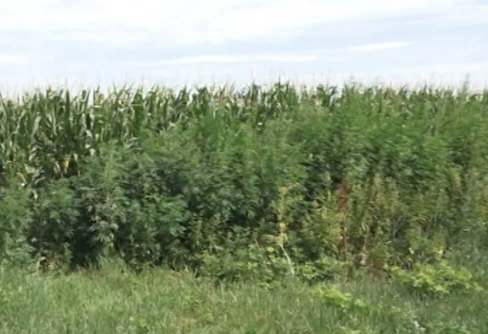 Житель Краснодара собрал на своем огороде урожай — 450 грамм марихуаны