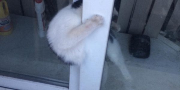 В Новороссийске кот пытался залезть в палату горбольницы и застрял в окне