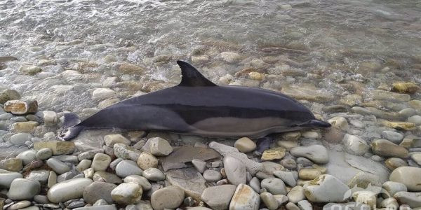 В Геленджике из-за траловых сетей с начала года погибли семь дельфинов