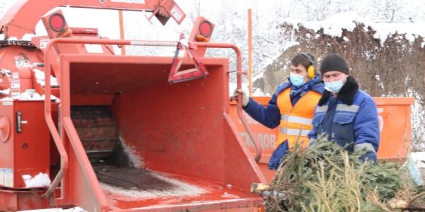В Краснодаре утилизировали около 100 куб. метров елок