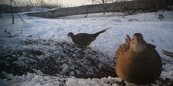 В охотничьих угодьях Тимашевского района начали подкармливать зайцев и птиц