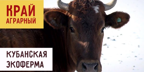 Эко-фермы Кубани | «Край аграрный»