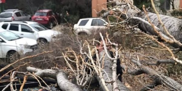 В Сочи упавшие деревья парализовали движение автомобилей