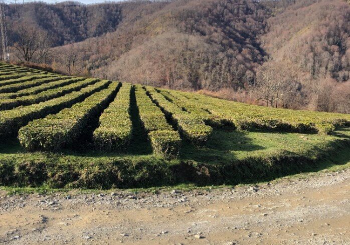 В горах Сочи более половины чайных плантаций заросли сорняками