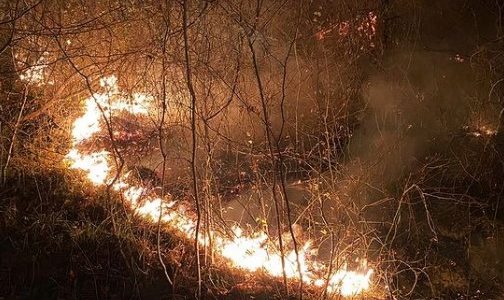 Пожарную безопасность в Сочинском нацпарке признали неудовлетворительной