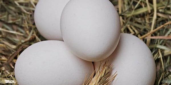 В Минсельхозе объяснили рост цен на яйца