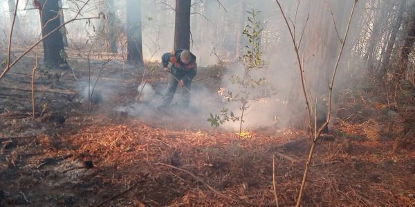 На Кубани шесть лесных пожаров охватили 1 тыс. кв. метров