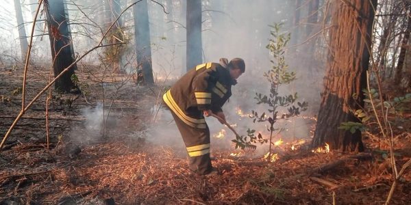 На Кубани из-за новогодних фейерверков произошло несколько лесных пожаров