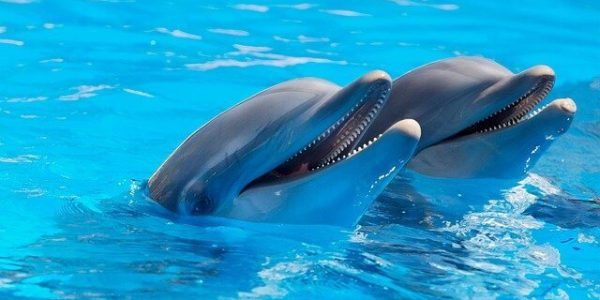Сочинских дельфинов Рокки и Лану смогут выпустить в море после реабилитации