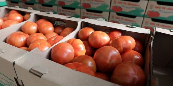 На Кубани в 2020 году производство тепличных овощей выросло почти на 20%