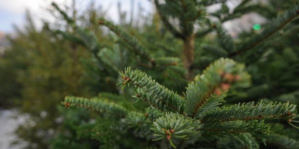 В Краснодаре из выброшенных новогодних елок сделают опилки для садовых дорожек