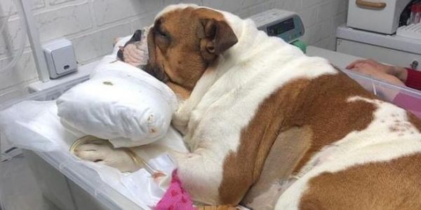 Стало известно о состоянии собаки, оставленной в мусорном баке в Краснодаре
