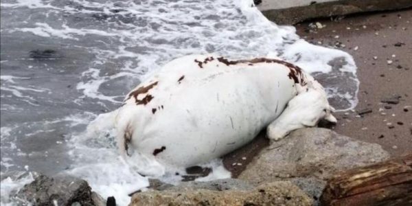 В Новороссийске на пляж выбросило мертвую корову