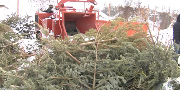 В Краснодаре утилизировали около 100 куб. м новогодних елок