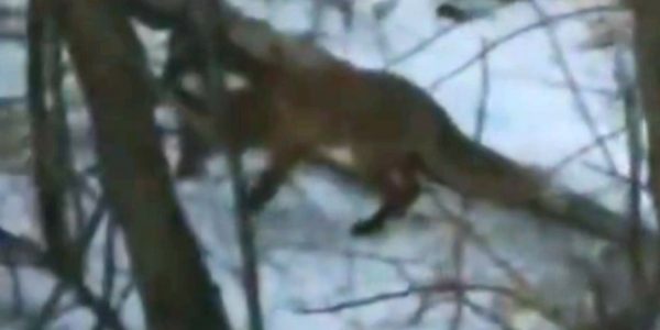 В Новороссийске голодная лиса вышла из леса к людям в поисках еды
