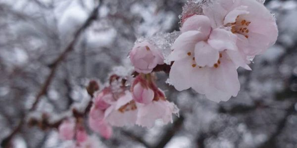 Вишня в январе: в Горячем Ключе зимой зацвела сакура
