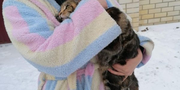 В Новороссийске спасатели сняли кота с электрического столба