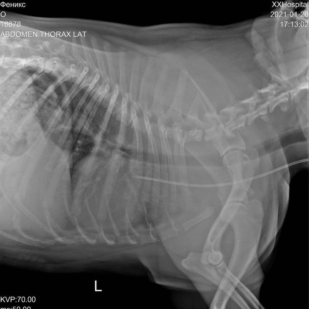 У выброшенного в бак в Краснодаре бульдога нашли смещение позвоночника - 27  января, 2021 Все новости, Общество «Кубань 24»