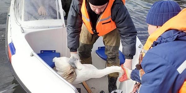 В Горячем Ключе раненого лебедя в озере удалось поймать только с помощью катера