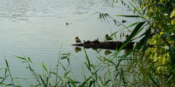 Создание «водно-зеленого каркаса» в Краснодаре займет около 15 лет