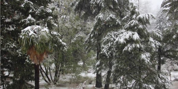 В Сочи из-за снегопада закрыли парк «Дендрарий» и башню на горе Ахун