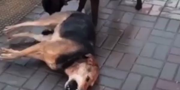 В Сочи неизвестные травят уличных собак, полиция начала проверку