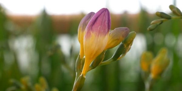 На Кубани к весенним праздникам вырастили тюльпаны, нарциссы и фрезии