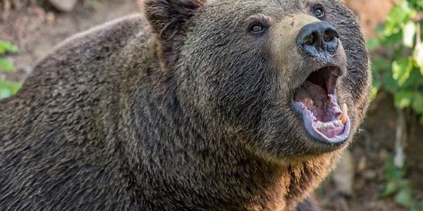 Жители России назвали медведя национальным символом страны