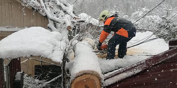 В Сочи на дом пенсионерки упало дерево и проломило крышу