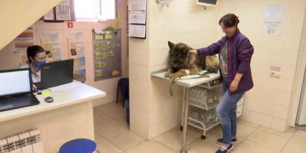 Ветеринары Краснодарского края присоединились к акции по стерилизации животных
