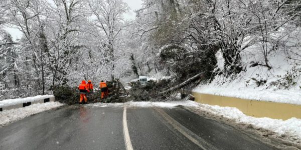 В Сочи на федеральной трассе рухнуло дерево