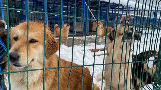 В Туапсинском районе и Сочи планируют построить два приюта для животных
