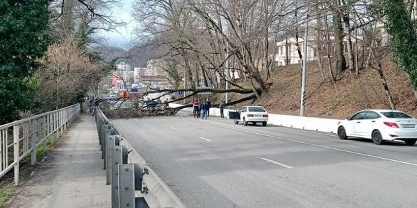 В Сочи упавшее дерево перегородило автомобильную дорогу