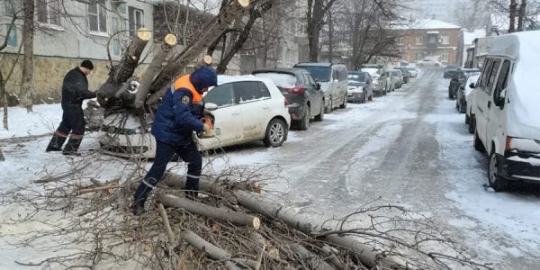 В Новороссийске во время норд-оста дерево рухнуло на иномарку