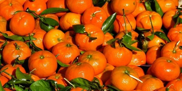 Через порты Кубани к Новому году ввезли 272,8 тыс. тонн мандаринов из 5 стран