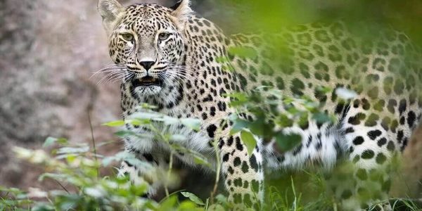 В Сочи в этом году планируют получить потомство от двух пар леопардов