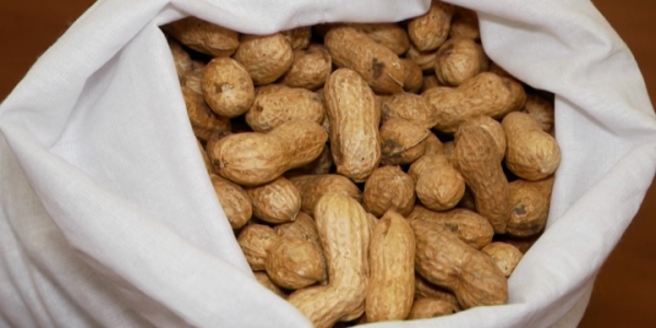 На Кубани начнут выращивать арахис в промышленных масштабах