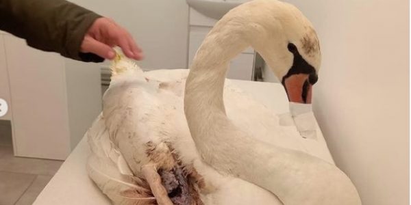 Мошенники пытаются заработать на истории с раненым лебедем из Горячего Ключа