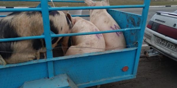На Кубани фермер перевозил свиней без ветеринарных документов