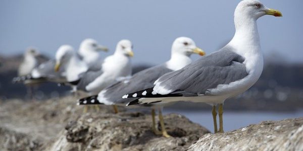 Эксперт опроверг голод как причину массовой гибели птиц в Анапе