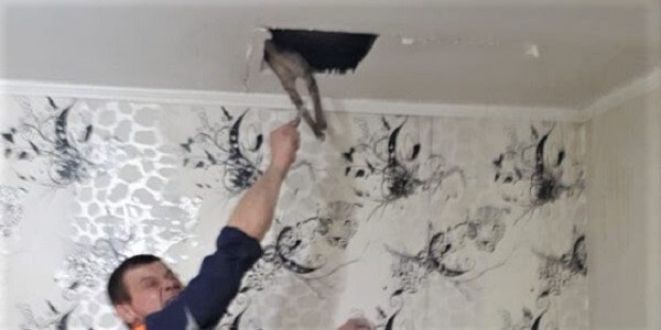В Новороссийске спасатели вытащили из навесного потолка полузадохнувшуюся кошку