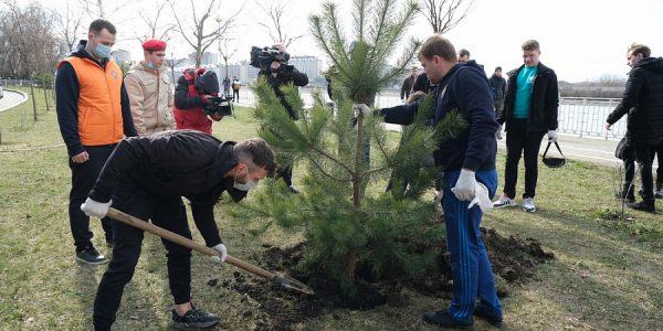 На Кубани рамках акции «Сад памяти» высадили более 23 тыс. саженцев деревьев