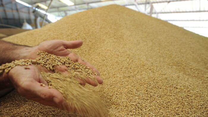 На Кубани экспорт зерна вырос почти на 40%