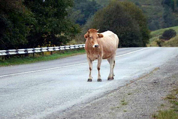 В Сочи из-за частых ДТП с коровами хотят запретить выгул скота в черте города