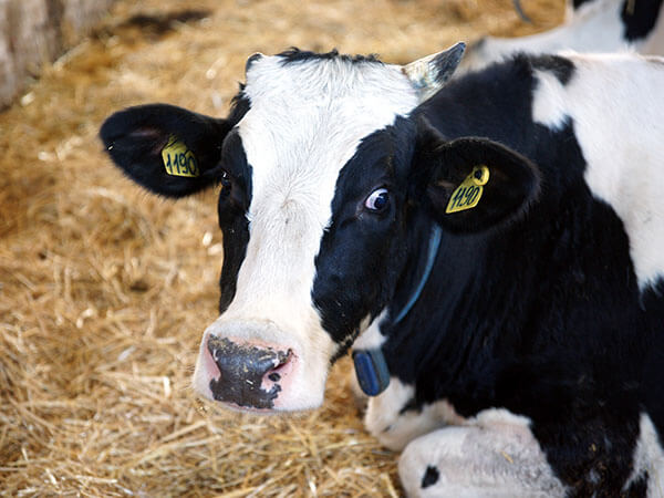 В 2020 году каждая корова на фермах Кубани дала по 8,8 тыс. кг молока