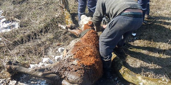 На Кубани корова упала в колодец, ее вытащили при помощи трактора