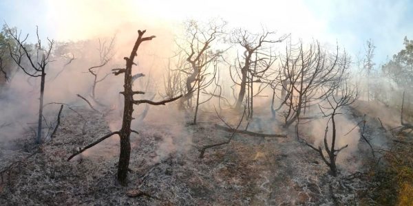 Росприроднадзор оценил ущерб от пожара на Утрише в 687 млн рублей