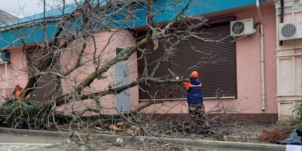 В Туапсе шквальный ветер повалил около 50 деревьев