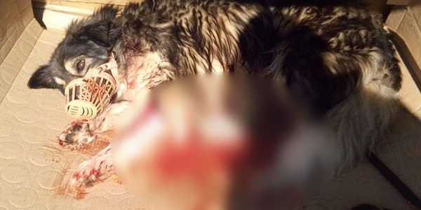 В Горячем Ключе пес привел людей на помощь к истекающей кровью бездомной собаке